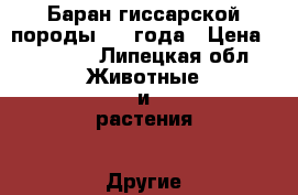 Баран гиссарской породы 2,5 года › Цена ­ 15 000 - Липецкая обл. Животные и растения » Другие животные   